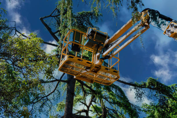 How Our Tree Care Process Works  in  Nederland, TX