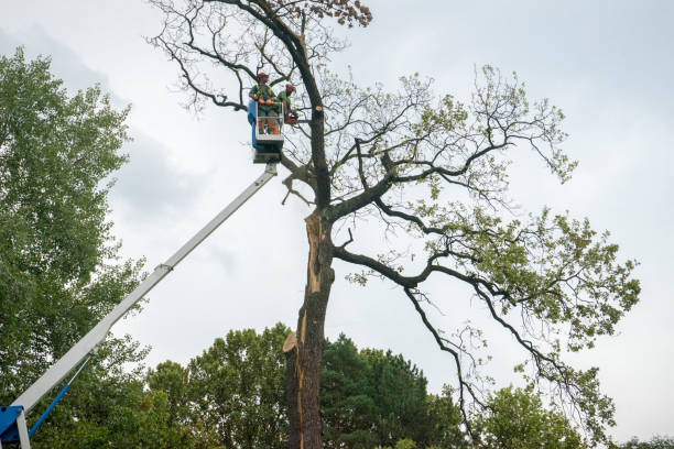 Landscape Design and Installation in Nederland, TX