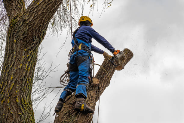 Trusted Nederland, TX Tree Removal Experts